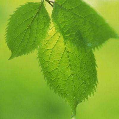 半岛综合下载截图